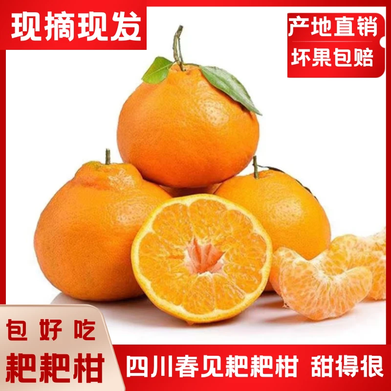 橘子粑粑柑正宗丑橘不知火皮薄原产地直销直播发货四川春见耙耙柑