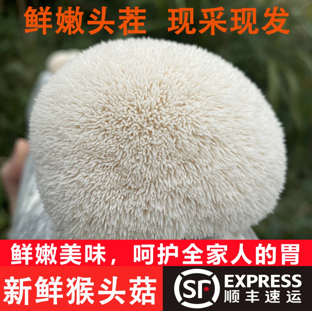 【精品】头茬新鲜猴头菇高山食用菌菇鲜嫩不苦2斤4斤炖汤爆炒熬粥