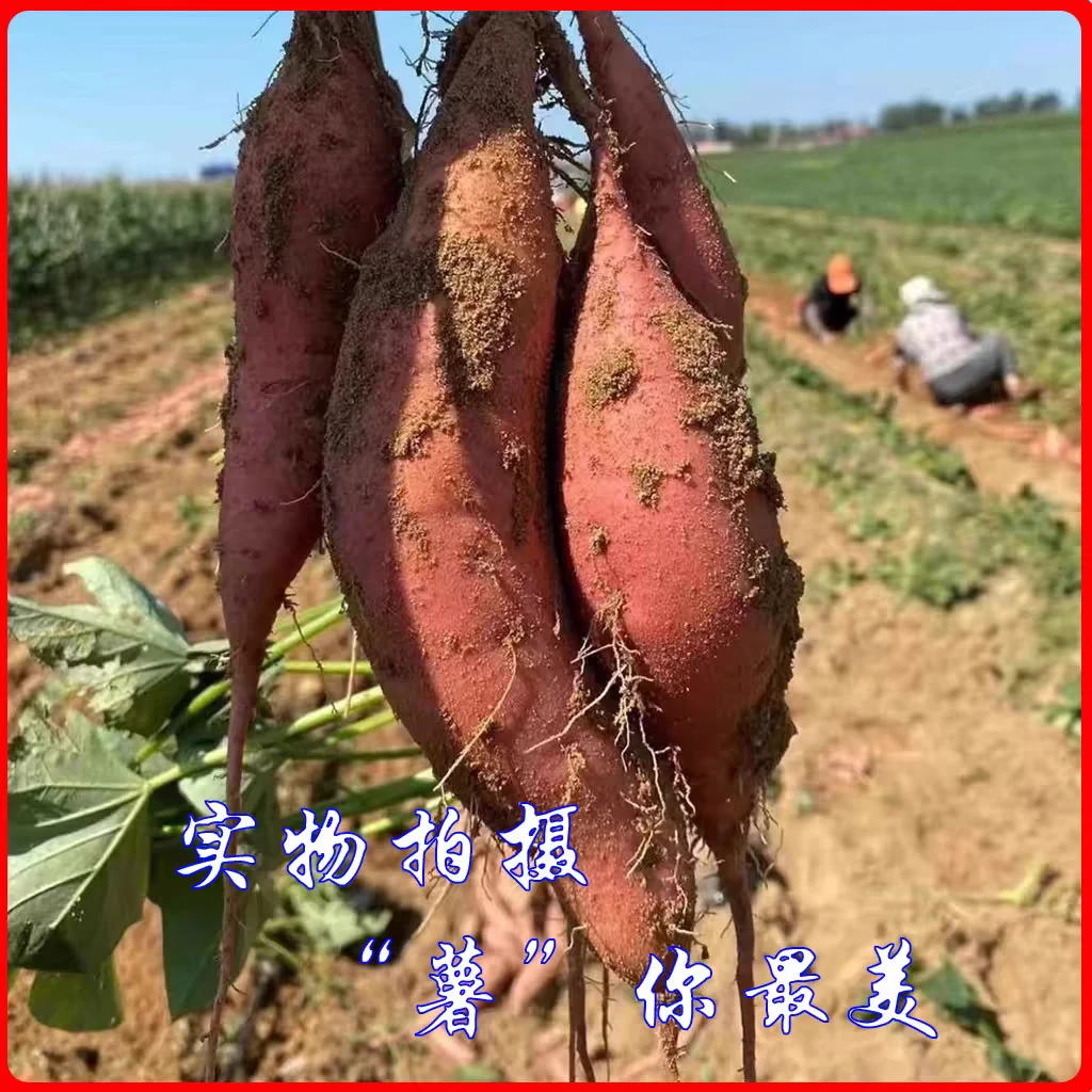 正宗陕北农家沙地种植红薯新鲜红薯香甜软糯