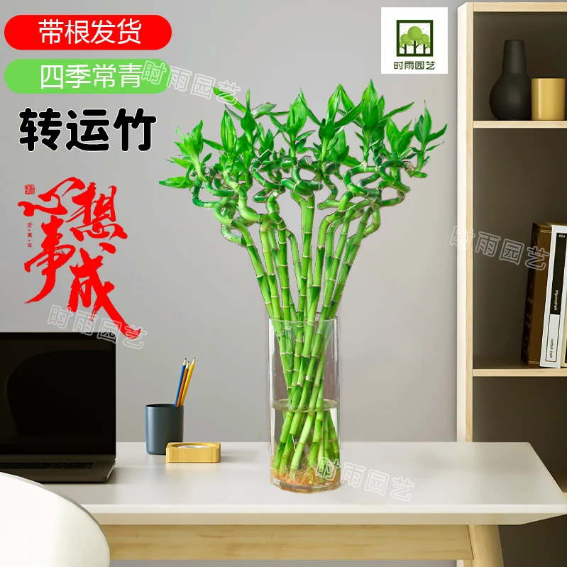 带根转运竹水竹富贵竹植物水养开运竹子盆栽客厅室内招财水培绿植