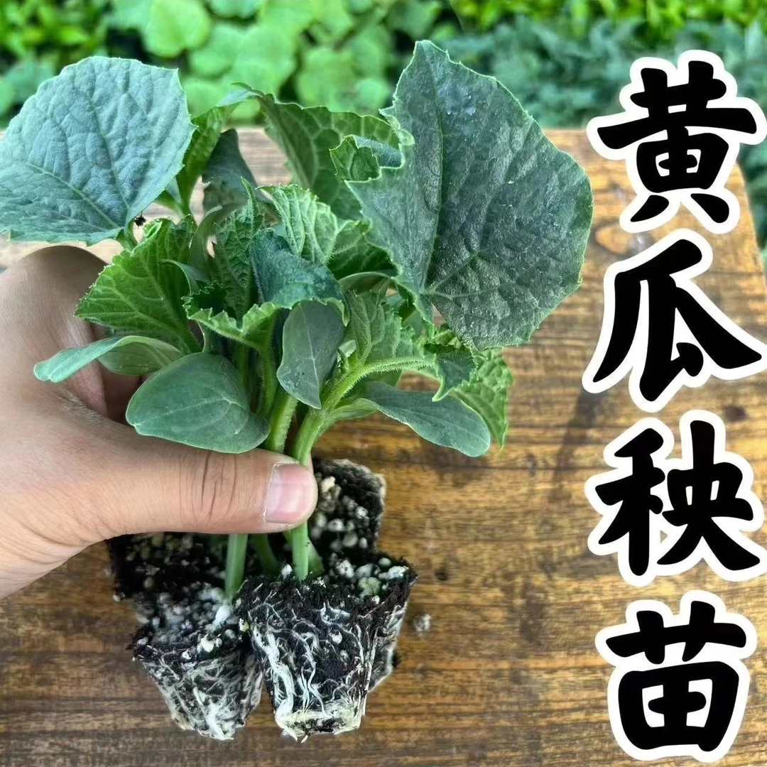 绿心黄瓜秧苗强雌水黄瓜苗适合春秋季栽种高阳台地栽盆栽蔬菜秧苗