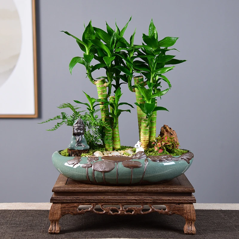 《精选》节节高富贵竹植物客厅转运绿植盆栽办公室内桌面好养盆景