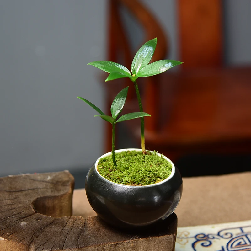 竹柏盆栽绿植花卉室内客厅办公室好养土培四季常青好养易活盆景