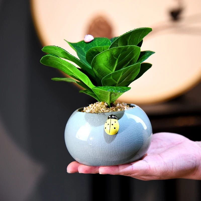 袖珍琴叶榕盆栽室内客厅办公室好养盆景绿植花卉客厅茶几美观自然