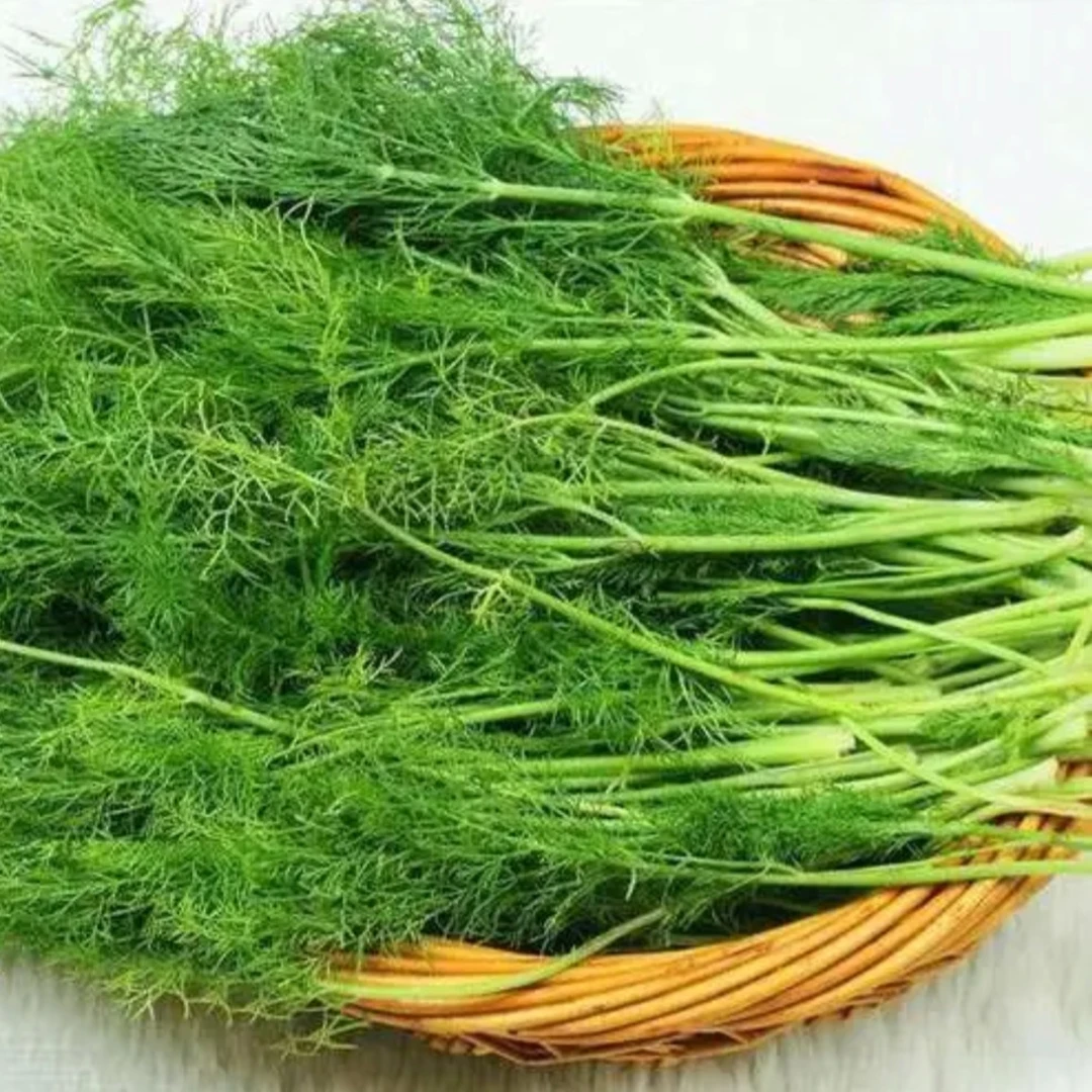 【凯涛甄选】新鲜暖棚 有机 茴香菜 嫩香可口京东顺丰包邮