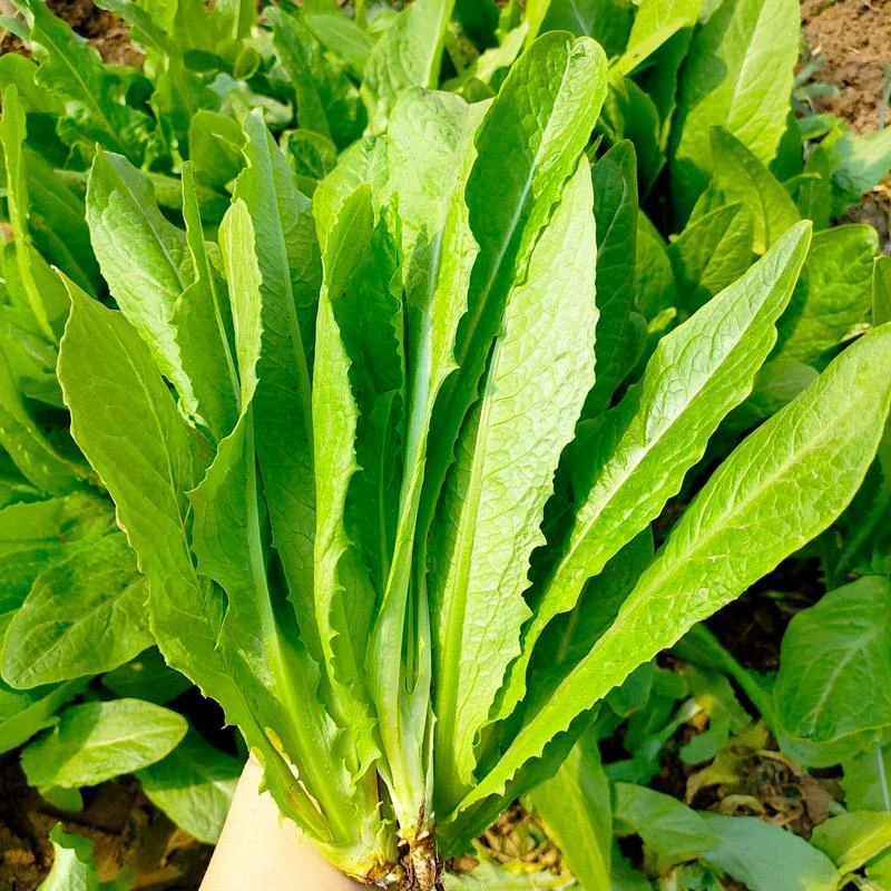 【凯涛甄选】新鲜油麦菜2斤球生菜2颗京东或顺丰包邮