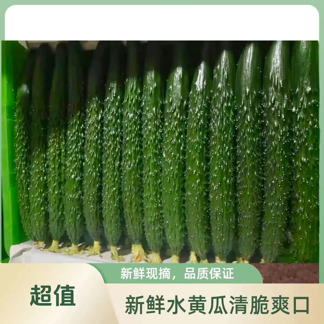 东北农家自种绿瓤水黄瓜 （现摘现发）清脆爽口 包邮新鲜