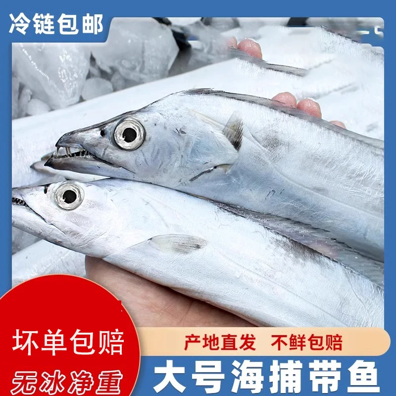 大带鱼整条新鲜海鲜渤海冷冻带鱼段刀鱼中段海鱼海鲜非东海舟山