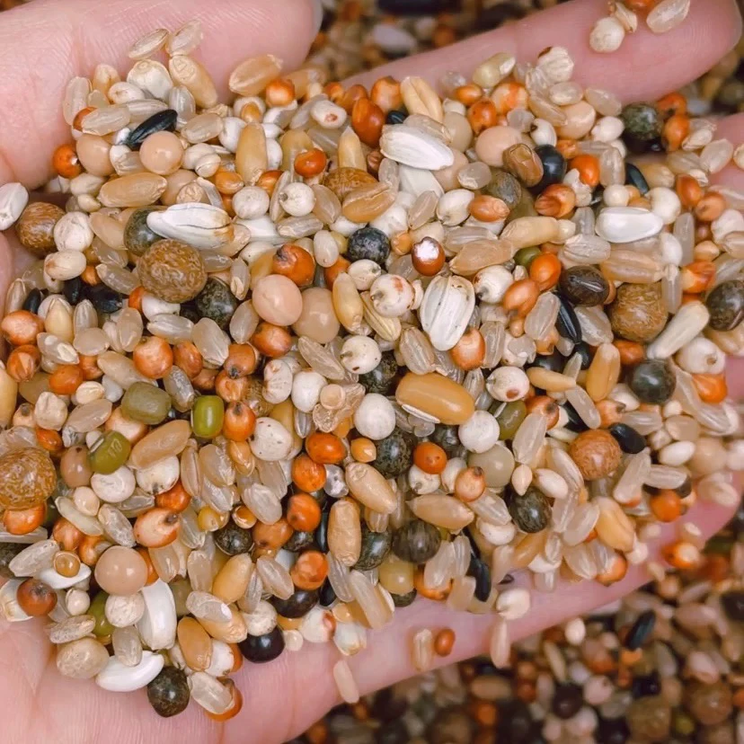 枭龙喷窝育雏鸽粮