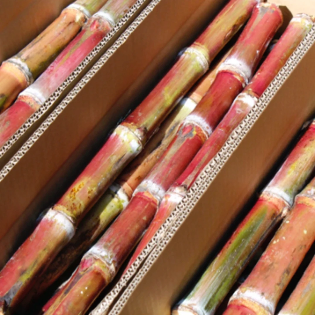 正宗云南老品种脆皮甘蔗现砍现发5斤9斤装新鲜食用爽口个别小裂