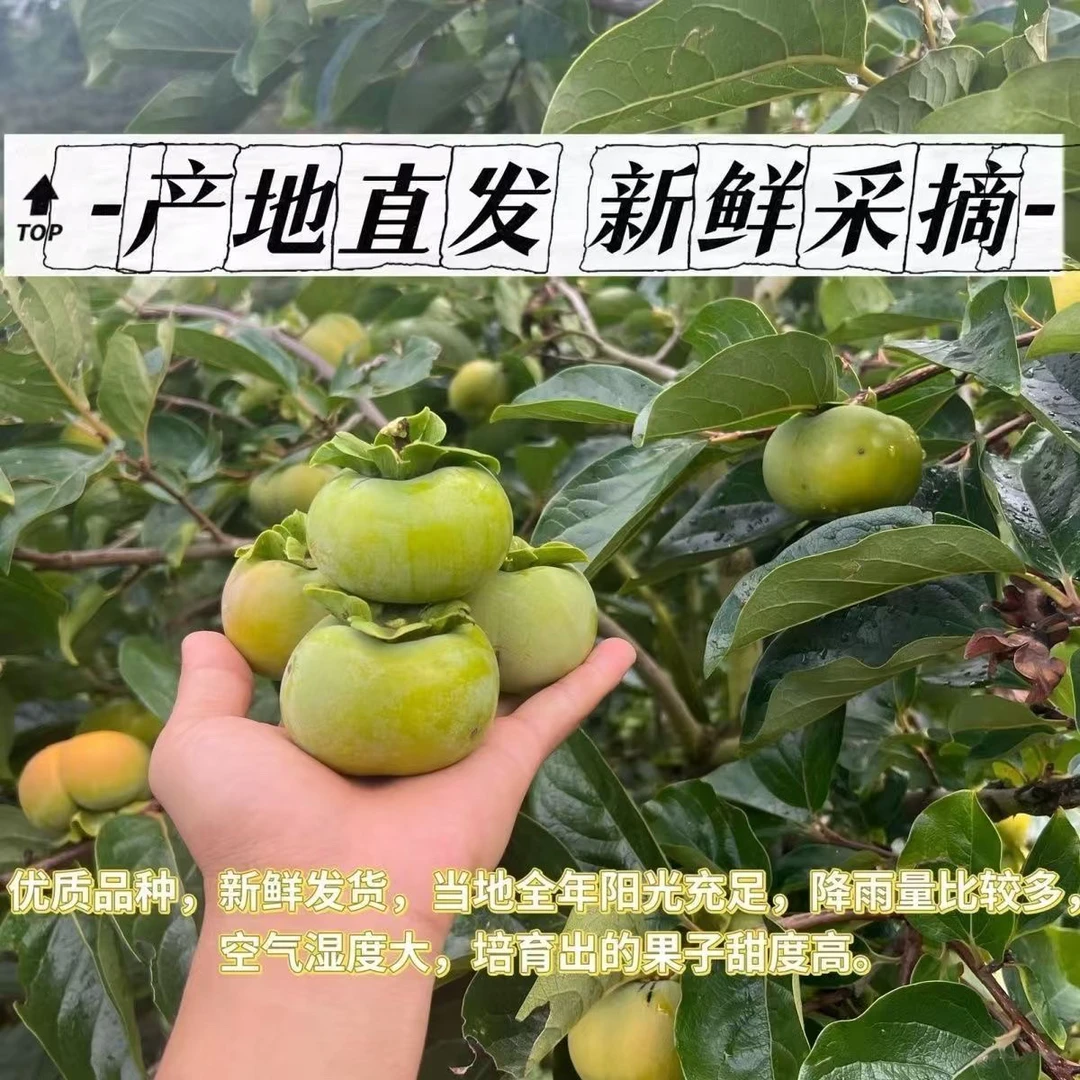 云南脆柿甜柿子新鲜脆爽精选特大果5斤