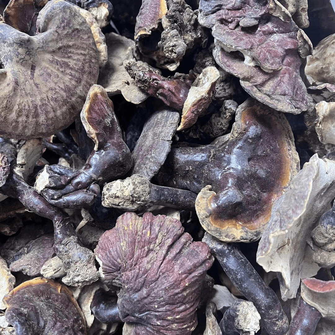 西藏波密下山白心白肉赤灵芝参