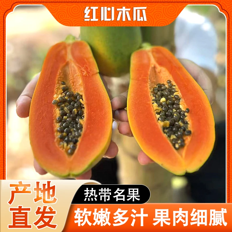 红心牛奶木瓜香甜当季水果新鲜现摘细腻冰糖心木瓜多汁树上熟整箱
