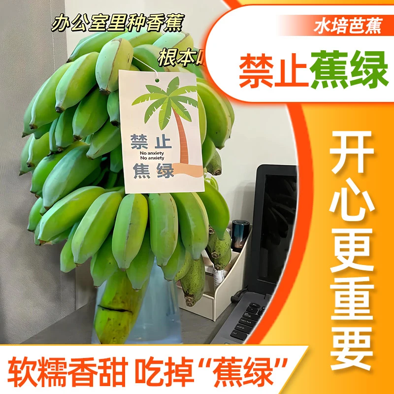 【禁止蕉绿】水培香蕉 办公室 拒绝焦虑果可食用苹果蕉 送卡片