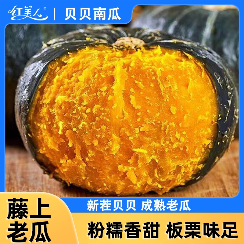 青钻粉糯南瓜 贝贝南瓜中的优质品种 板栗味鲜蔬菜宝宝辅食
