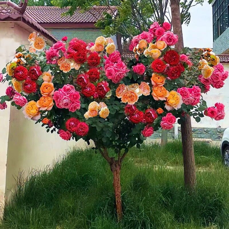 高档树桩月季特大花四季开花嫁接大苗棒棒糖树状玫瑰花带花苞庭院