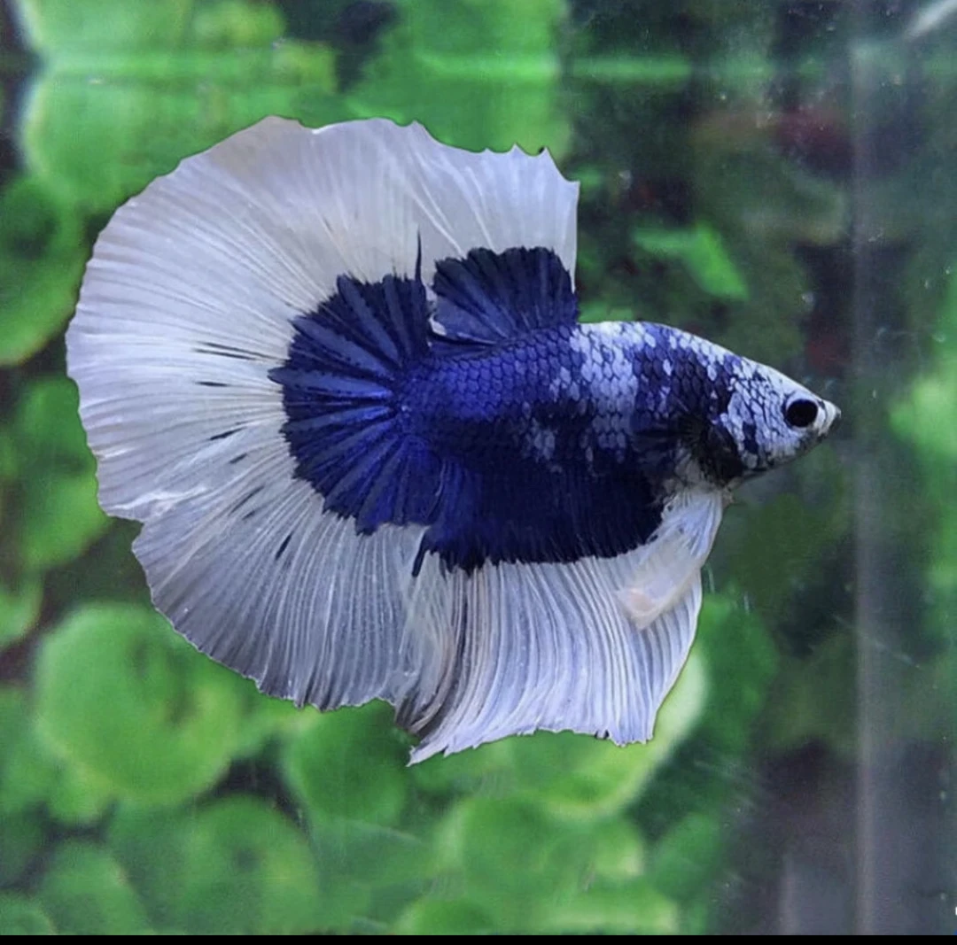 泰国斗鱼活体半月公鱼精品斗鱼小型热带观赏鱼（2公，4.5-5cm）