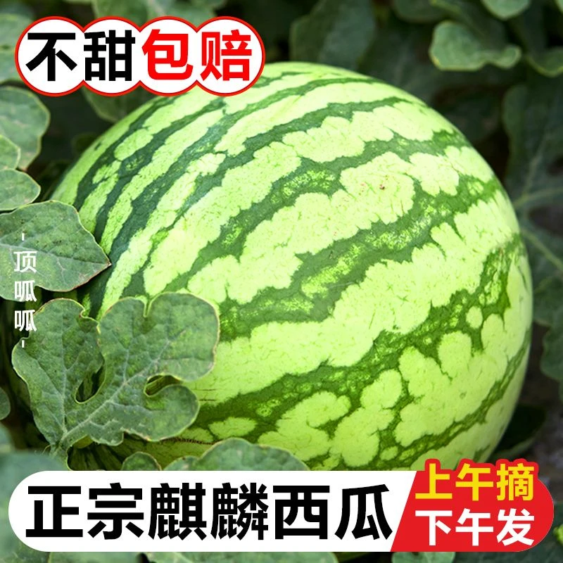 【今日推荐】现摘麒麟西瓜8424  新鲜水果当应季整箱大西瓜批发清甜