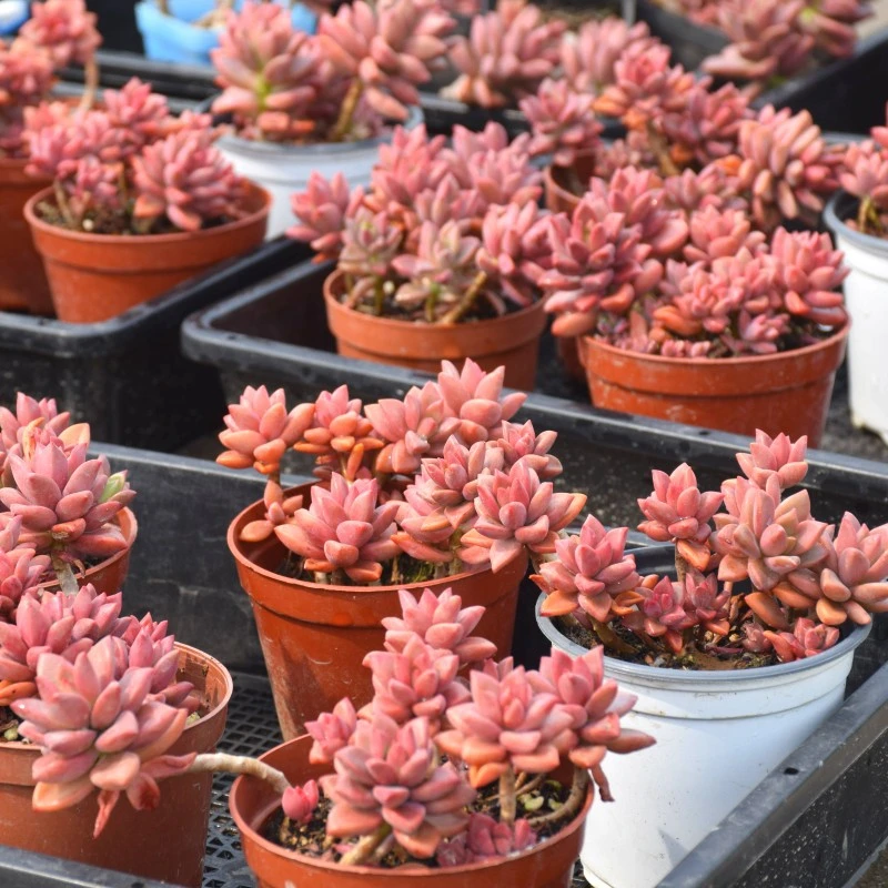 姬胧月老桩多肉按框卖一筐超值肉肉大颗拼盘悬崖造型组合套餐好养