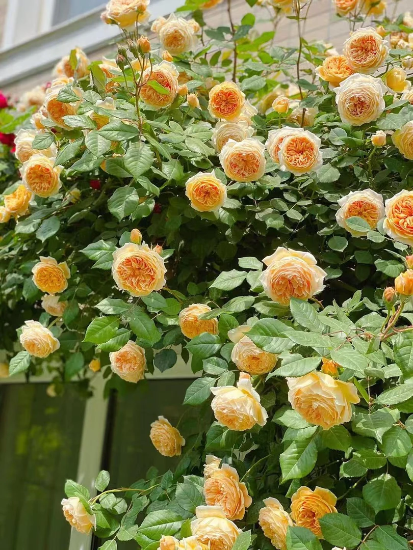 7号【王妃】杏黄色大花浓香多季节循环开花庭院围栏阳台盆栽地栽