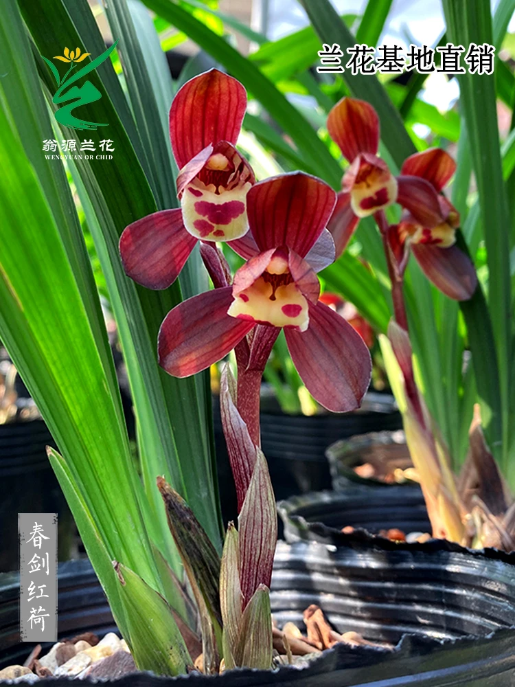 【春剑红荷】名贵老种兰花 自然栽培 浓香