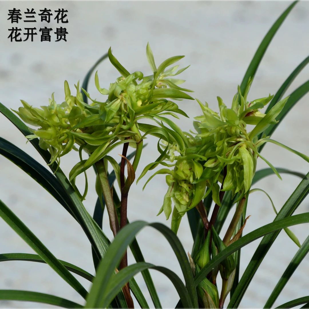 【花开富贵】春兰 特浓香的奇花