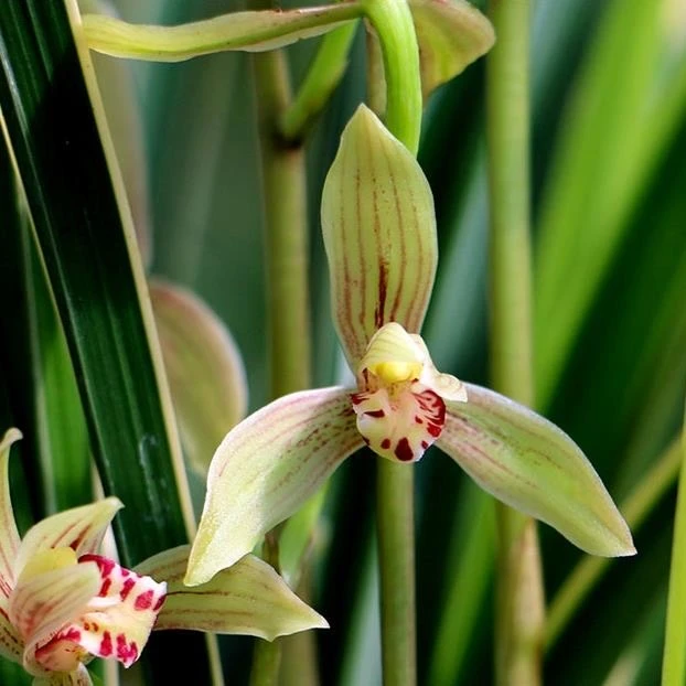 【锦旗】建兰带瓷盆种好浓香好养花卉绿植盆栽桌面兰