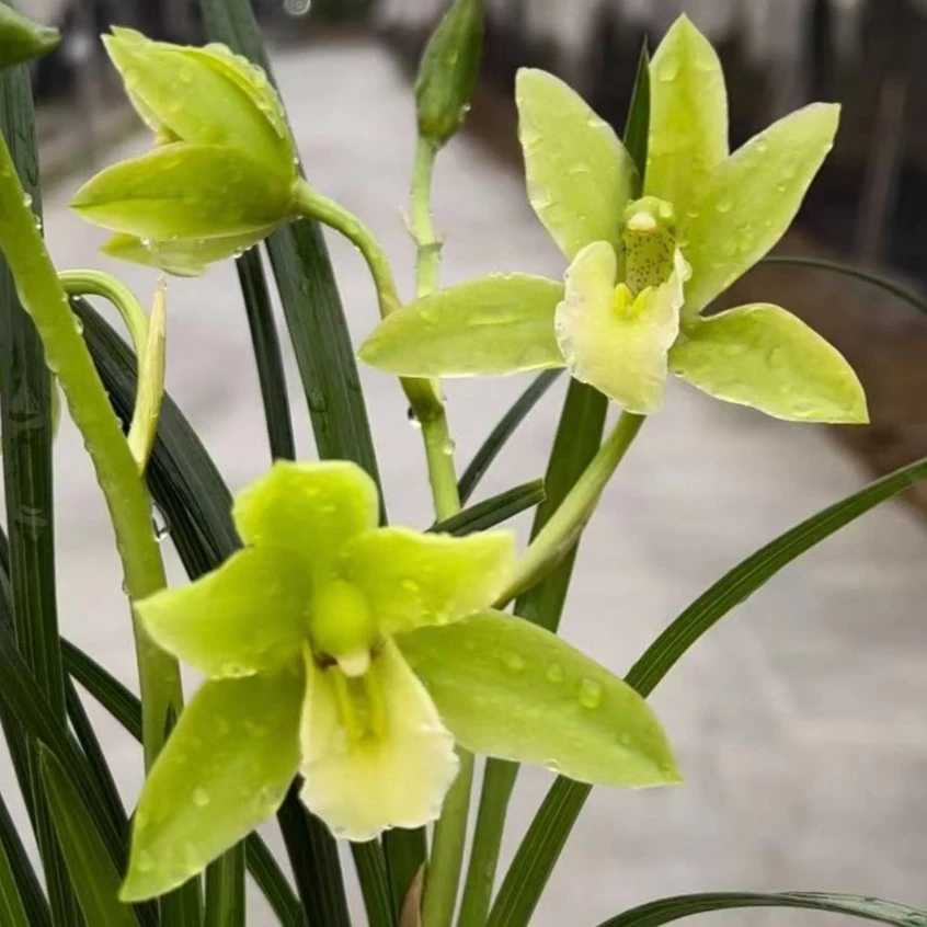 【晓玉荷】建兰翡翠色花浓香好养带瓷盆客厅阳台花卉绿植迷你盆栽