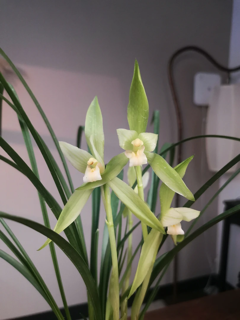 【白雪冰心】春兰铭品 易活好养兰花 春季赏花闻香