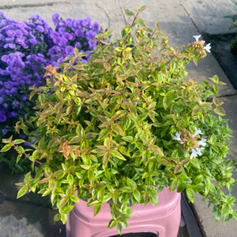 大花六道木盆栽多年生花园造景路边绿化室外耐寒植物好活