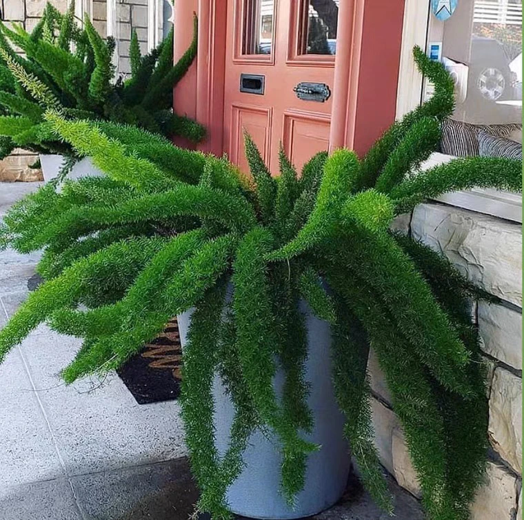 【狐尾天门】盆栽窗台阳台庭院耐热观叶植物四季常青多年生好养易活