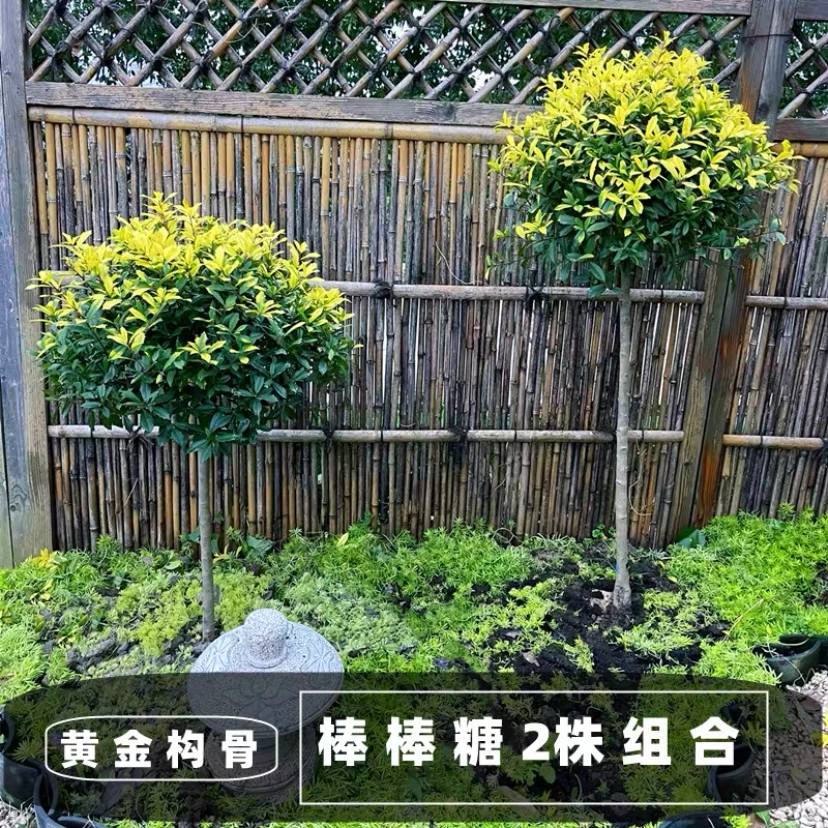 【黄金枸骨球】大苗棒棒糖彩叶灌木耐寒耐热耐晒多年生庭院植物