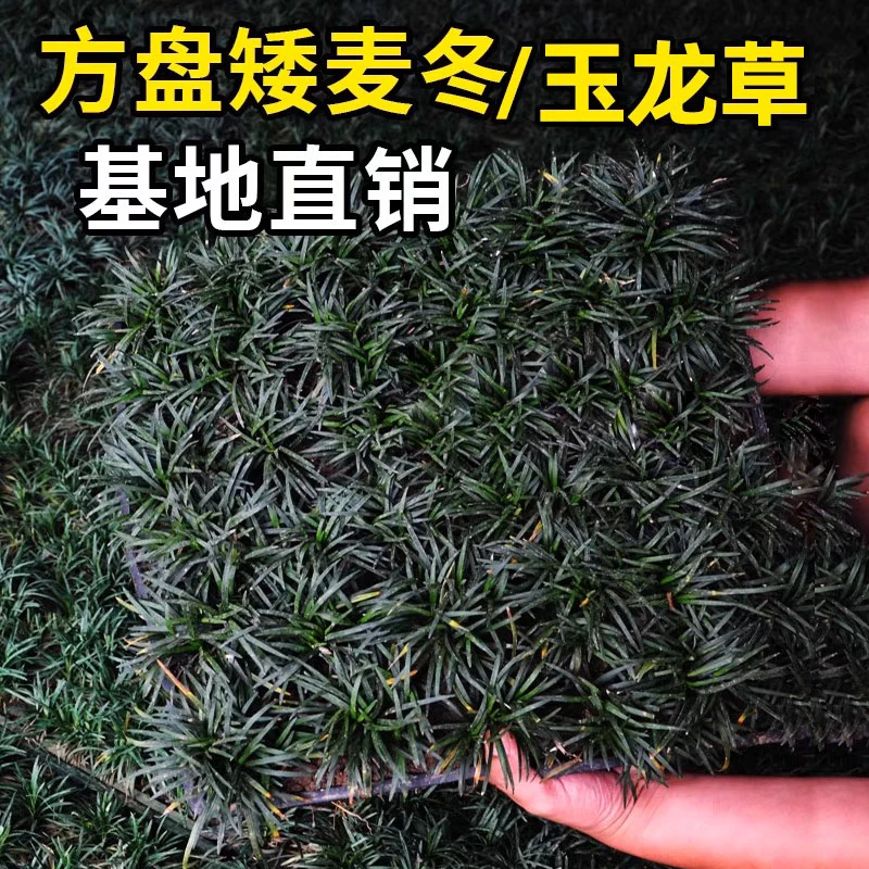 日本矮麦冬草玉龙草盘苗方穴盘庭院草坪草皮真草耐寒植物麦冬草苗