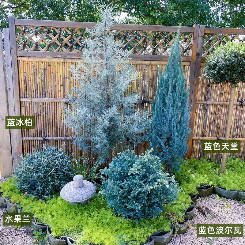 【蓝冰柏】大苗 庭院常绿乔木 松柏树 耐寒耐热花镜观赏蓝色植物