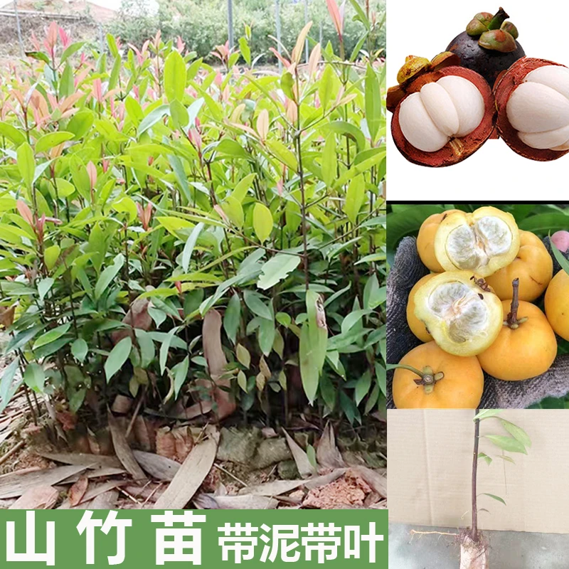 正宗山竹树苗果树苗岭南黄金山竹树苗水果树苗庭院南方种植绿化树