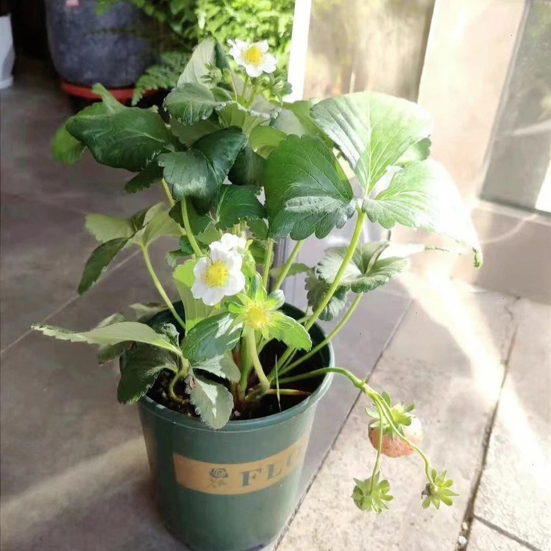 基地原土原苗现栽带盆草莓苗+送加仑盆