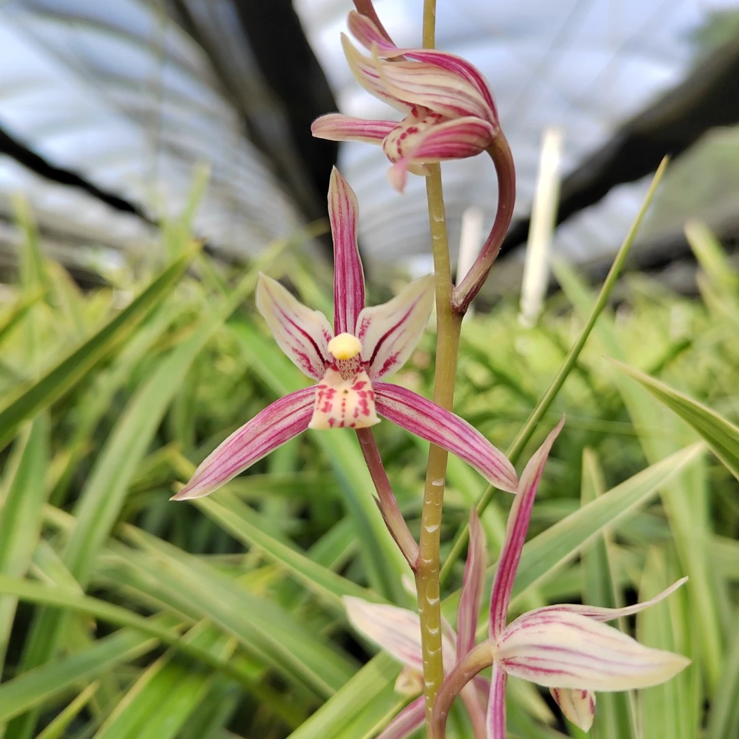 建兰天地之星，粉红花 ,  裸根发货