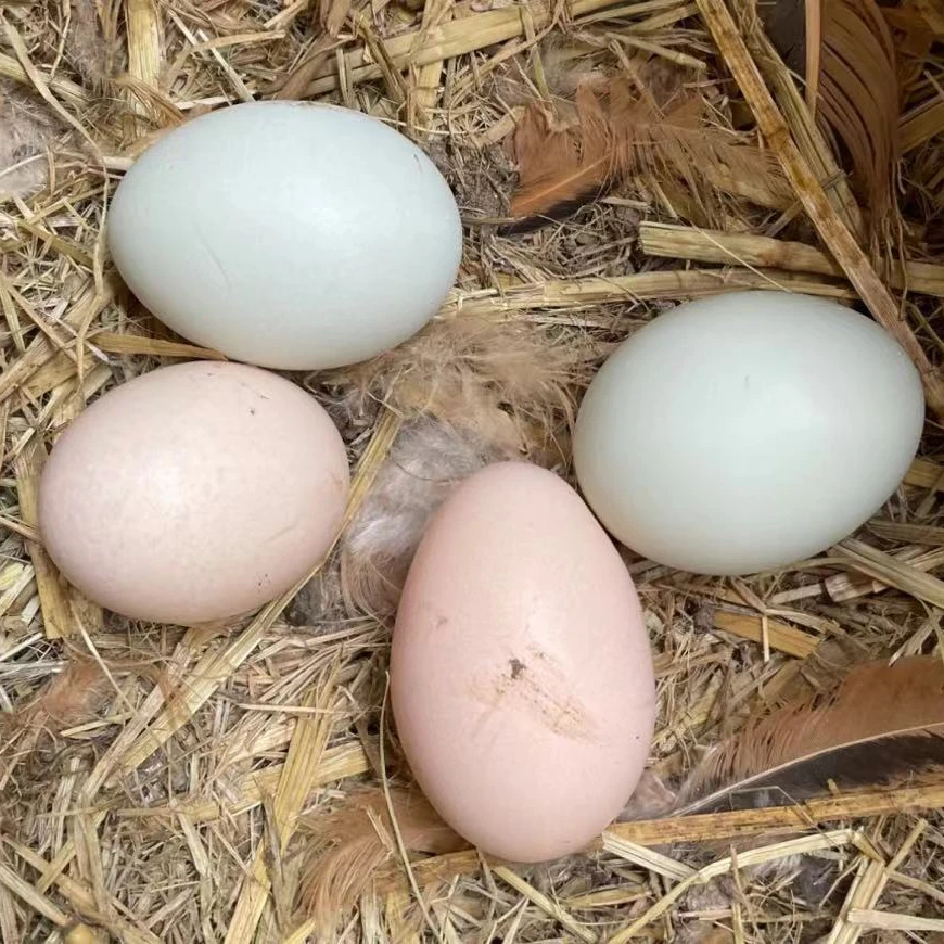 生态黄山正宗农家散养谷物喂养新鲜土鸡蛋40枚制作蛋挞