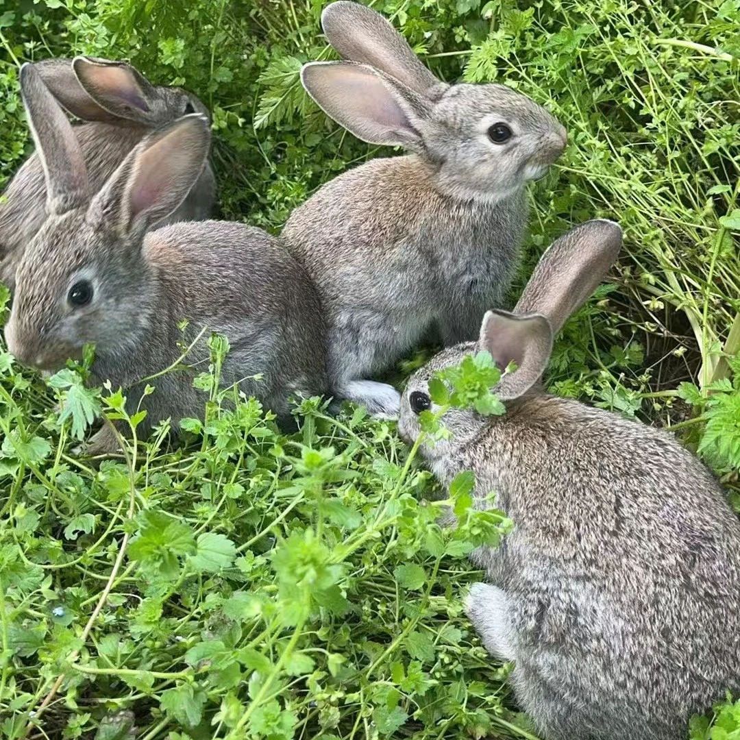 【一斤左右】散养兔比利时大型肉兔苗疫苗齐全抗病能力强可长十多斤