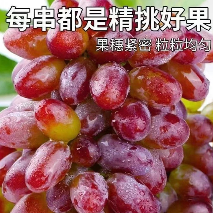 【顺丰-云南】茉莉香葡萄500g 真正的露天基地种植直发甄选饱满肉厚