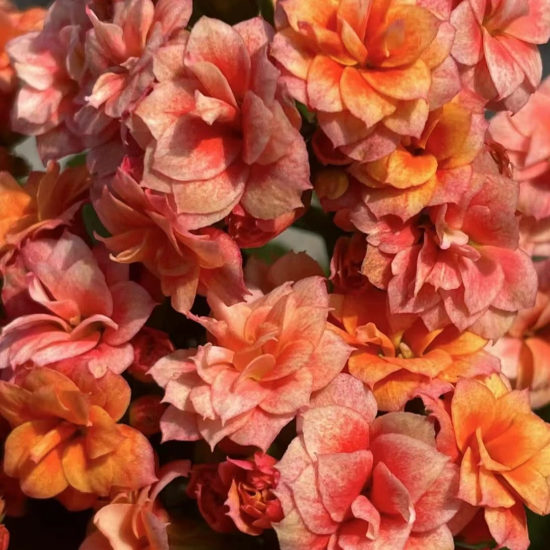 1烟花【青颗发货】长寿花盆栽重瓣带花苞室内阳台易活懒人