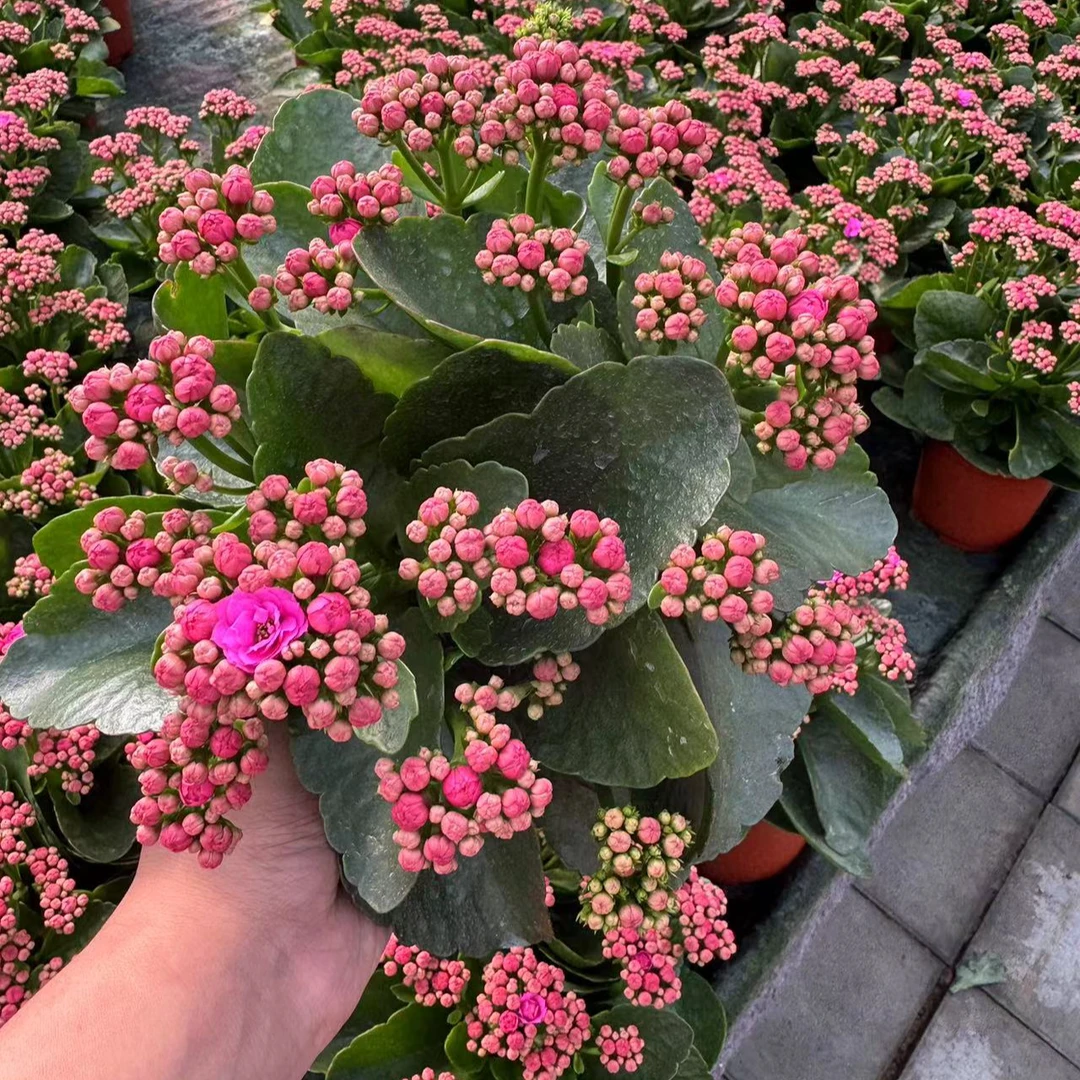 嘉宝【1~10朵开花发货】长寿花盆栽重瓣带花苞室内阳台易活懒人