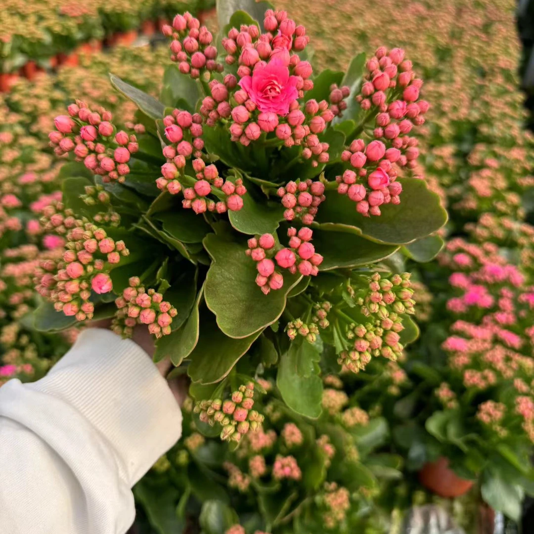 1芭比朵【少部分开花状态发货】客厅阳台清新盆栽懒人花卉淡雅观花