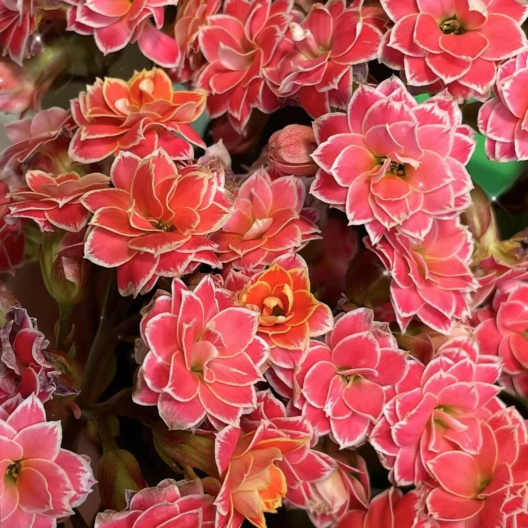 金丝带【以直播间展示为准】清新耐活美观植物盆栽