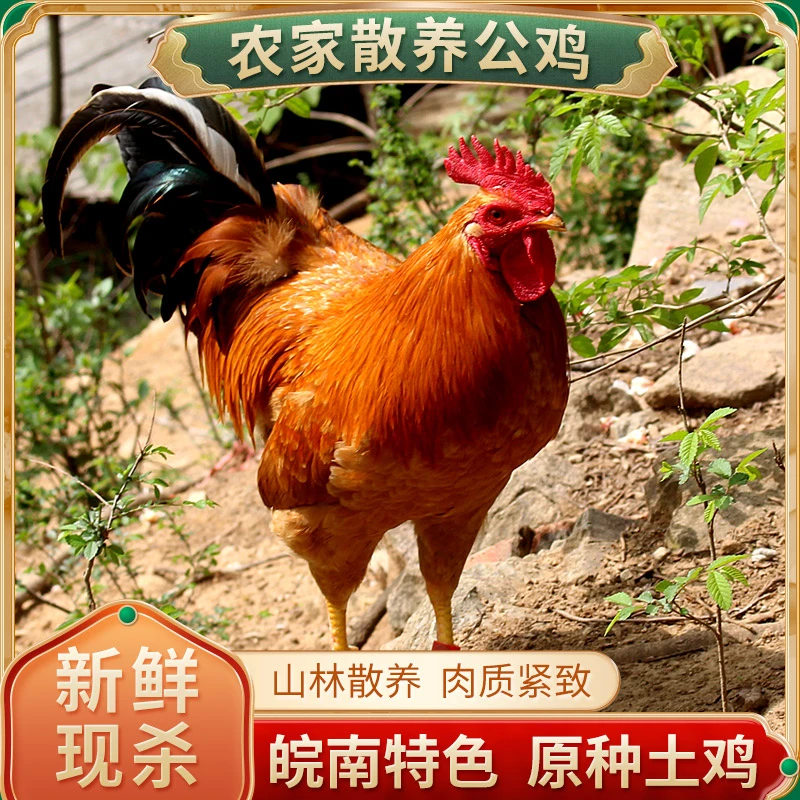 老公鸡纯粮散养跑山鸡紧实营养单只净重2.8~3.5斤 包冰率不含冰