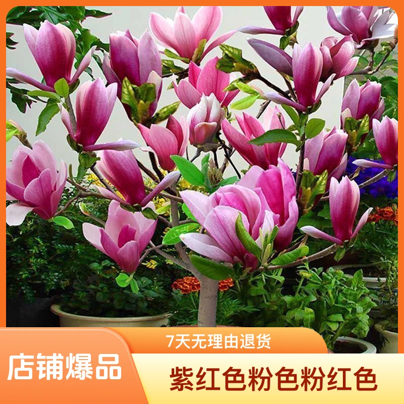 【带花苞】矮化玉兰盆栽地栽花卉玉兰花海棠花树苗花香四季开花