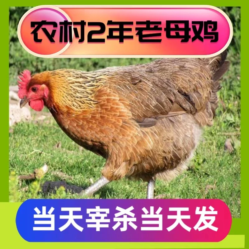 【2年老母鸡】农村散养散放五谷喂养现宰现发