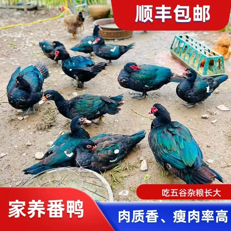 【新鲜番鸭】西洋鸭正宗农村散养鸳鸯鸭顺丰炖汤焖卤炒皆可
