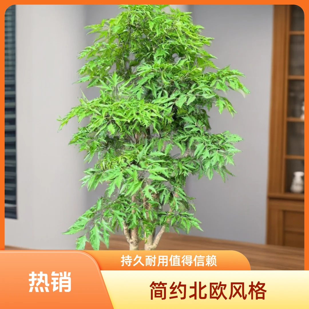 绿植盆栽室内大棵羽叶福禄桐盆景盆栽
