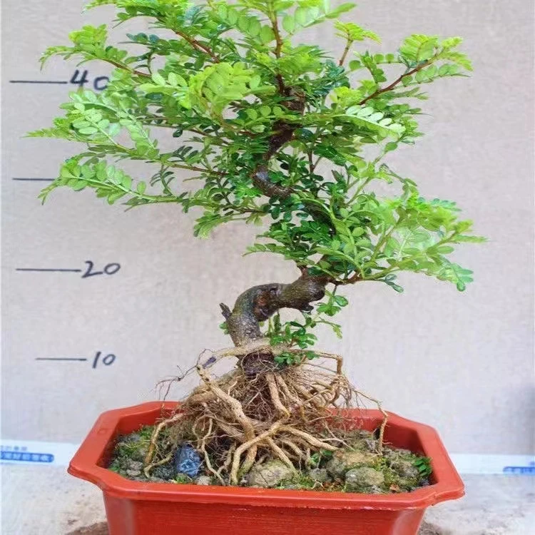 清香木胡椒木吊兰树桩盆景办公室室内客厅阳台绿植盆栽客厅盆景